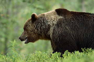 Image showing brown bear side view