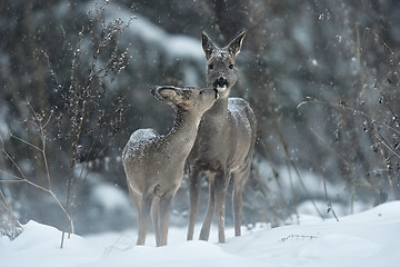 Image showing Roe deer kiss. Animal love.