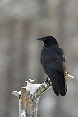 Image showing Raven (Corvus corax) on tree at snowfall. Winter.