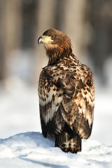 Image showing White-tailed Eagle (Haliaeetus albicilla) on snow. Birds of prey. Raptor.