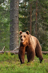 Image showing brown bear powerful posture in forest