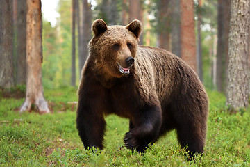 Image showing Brown bear (ursus arctos) in forest. Grizzly.