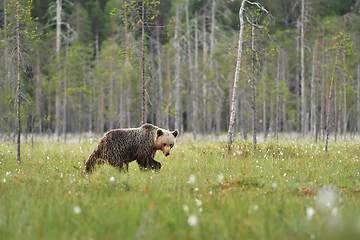 Image showing Brown bear walking with forest background. Brown bear walking in bog. Summer.
