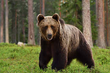 Image showing brown bear (ursus arctos)