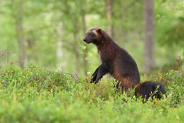 Image showing wolverine standing in a forest landscape