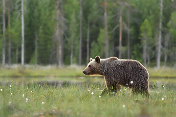 Image showing Brown bear walking in wetland, bog, forest background.