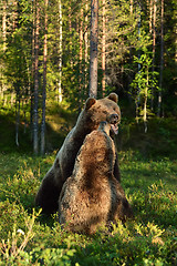 Image showing Aggressive bear. Angry bear. Bear fight. Bear aggression. Animal fight.