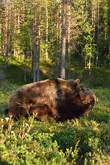 Image showing Bear fight. Bear wrestling. Bear attack. Animal fight.