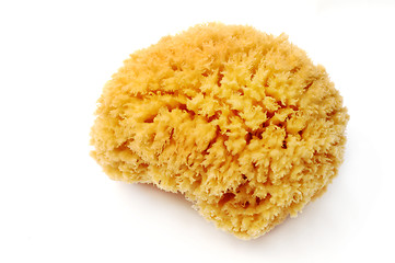 Image showing Natural sponge