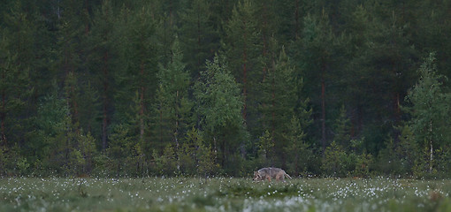 Image showing Gray wolf (Canis lupus) in bog landscape.