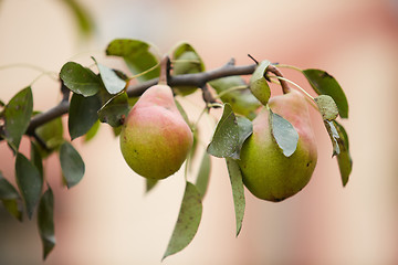 Image showing Organic Pears on tree. Ready for picking