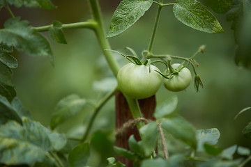 Image showing Organic green tomatoes on the bush in a field