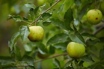 Image showing Organic green apple.