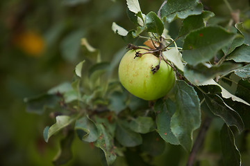 Image showing Organic green apple.