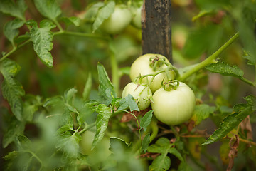 Image showing Organic green tomatoes on the bush in a field