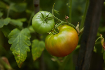 Image showing Organic green tomatoes on the bush in a field