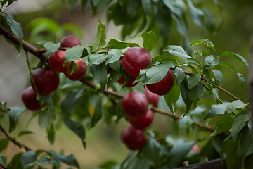 Image showing Several ripe red nectarines hanging from the branches of a tree in an orchard