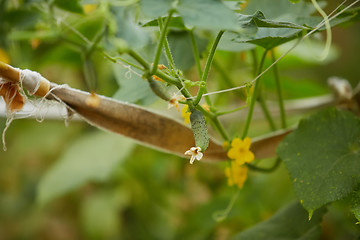 Image showing The organic homegrown green cucumber