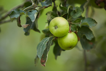 Image showing Organic green apple.