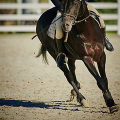 Image showing Rider on bay horse in competitions