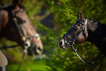 Image showing Horses on nature.