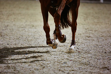 Image showing Rider on bay horse in competitions