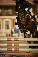 Image showing Rider on bay horse in competitions