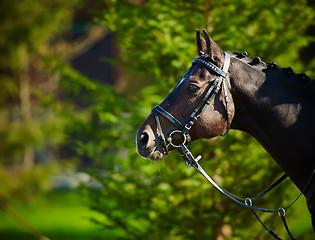 Image showing Horse on nature.