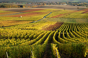 Image showing Vineyard. The Rhine Valley, Germany