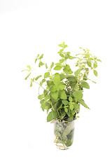 Image showing green herb