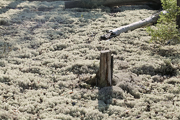 Image showing Reindeer lichen, close-up