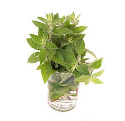 Image showing green herb