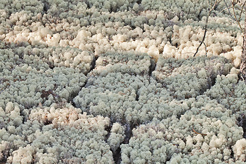 Image showing Reindeer lichen, close-up