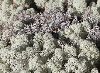 Image showing Reindeer lichen, close-up