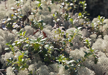 Image showing Reindeer lichen, close-up