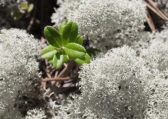 Image showing Reindeer lichen, close-up