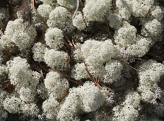 Image showing Reindeer lichen, close-up