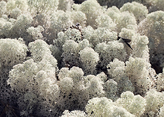 Image showing Reindeer lichen, close-up