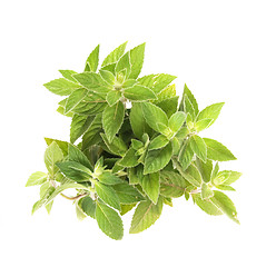 Image showing green herb