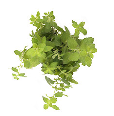 Image showing green herb