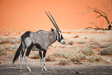 Image showing oryx in Africa