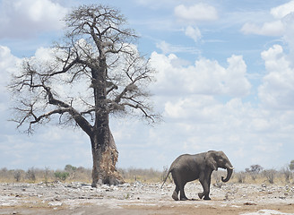 Image showing elephant in Africa