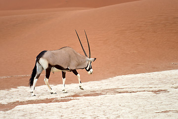 Image showing oryx in Africa