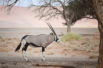 Image showing oryx in Namibia