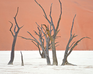 Image showing Sossusvlei, Namibia