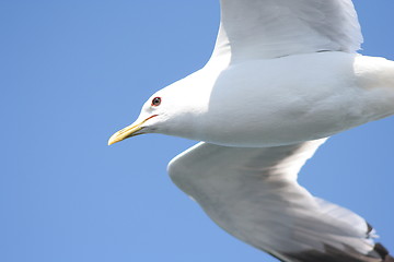 Image showing Seagull