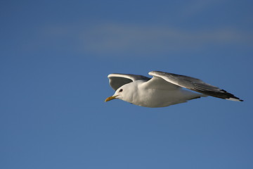 Image showing Seagull