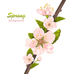 Image showing Spring Background with Cherry Blossom