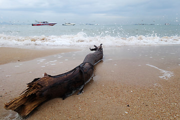 Image showing Ocean Tree Timber on the beach