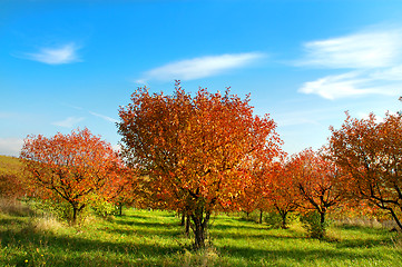 Image showing Autumn landscape